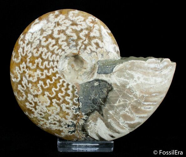 Inch Polished Ammonite From Madagascar #2905
